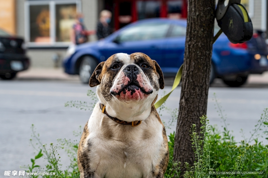 斗牛犬