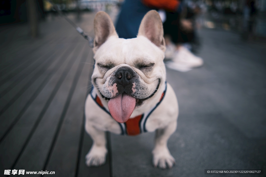 斗牛犬