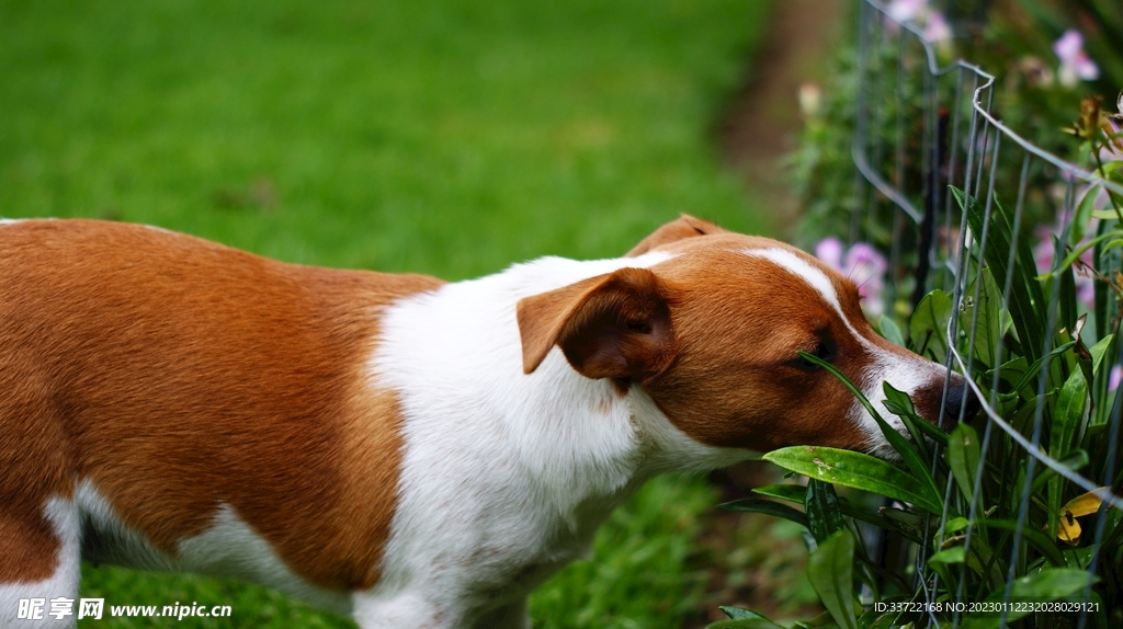 斗牛犬