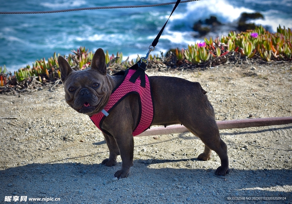 斗牛犬