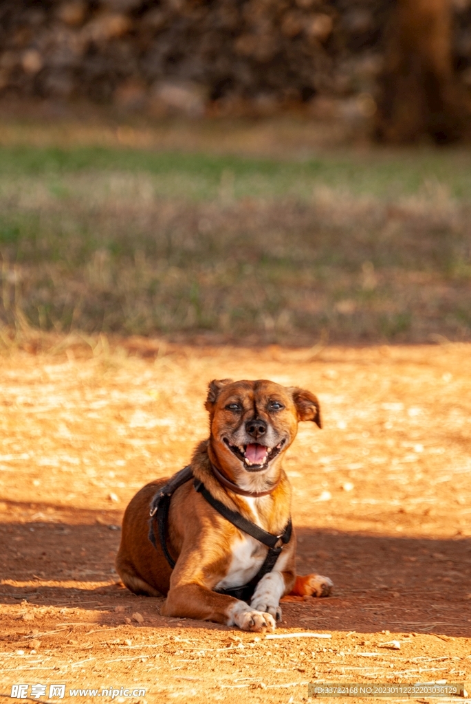 斗牛犬