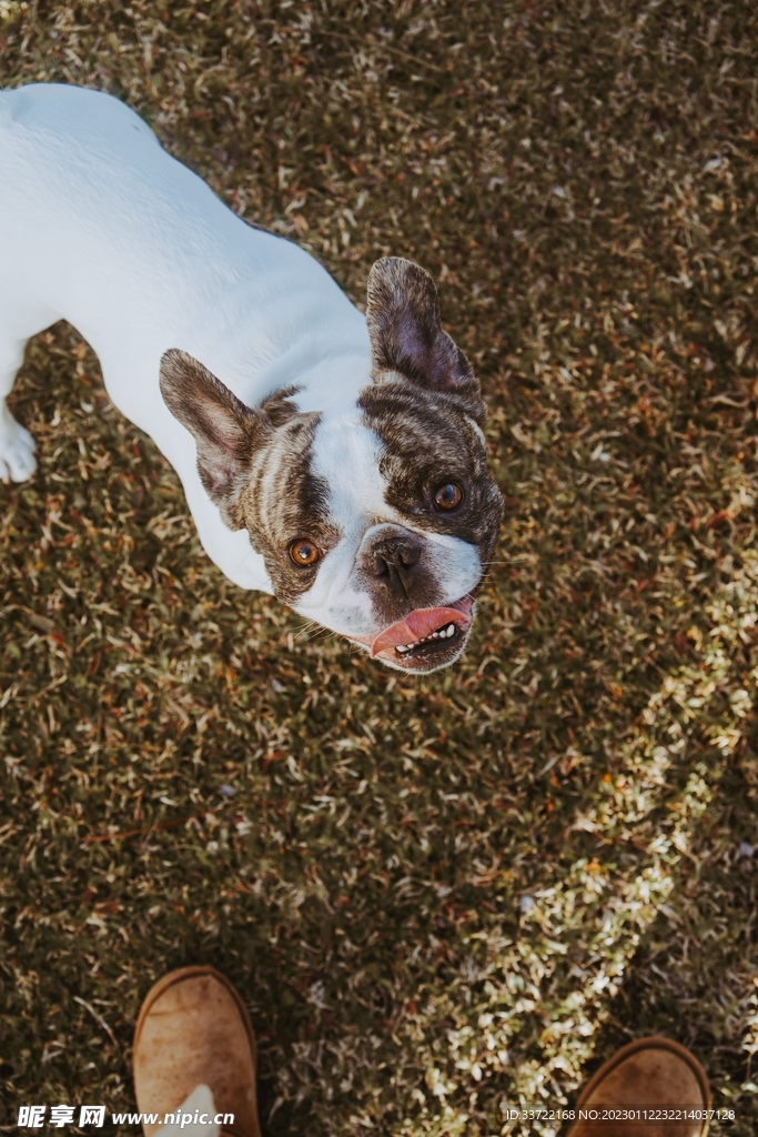 斗牛犬