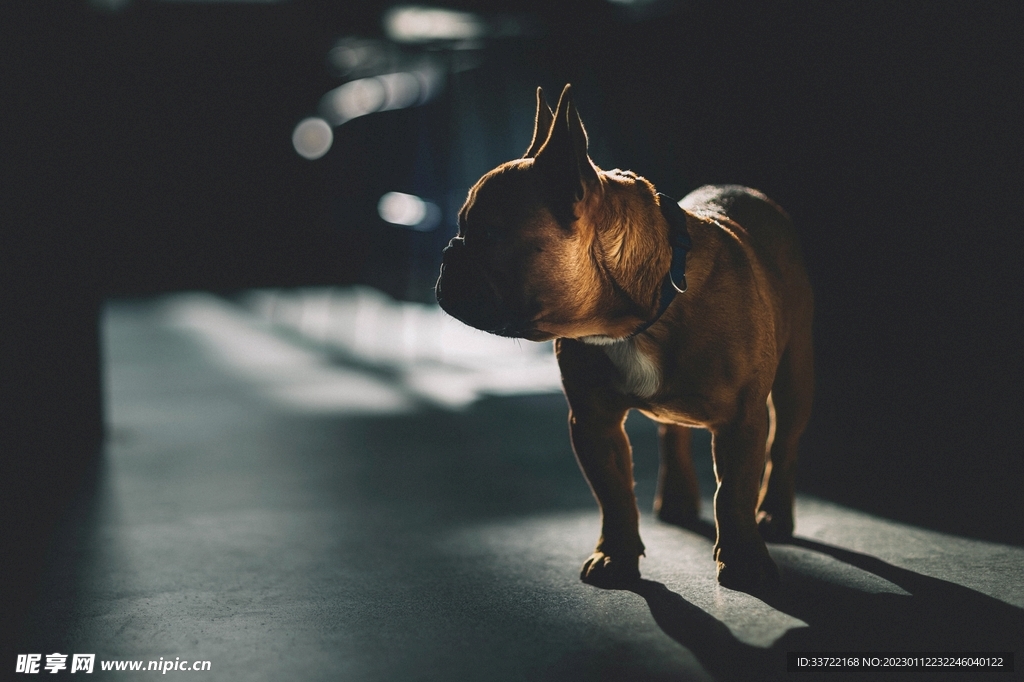 斗牛犬