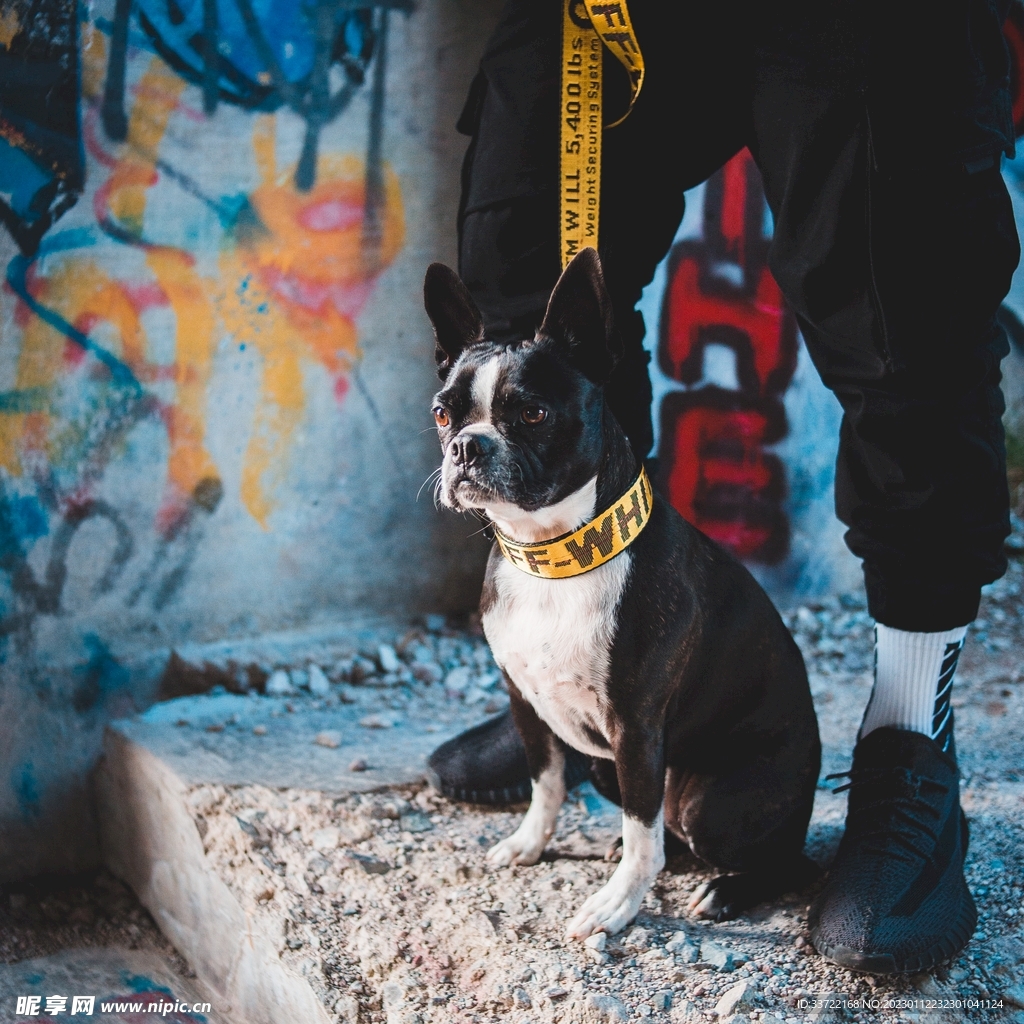斗牛犬