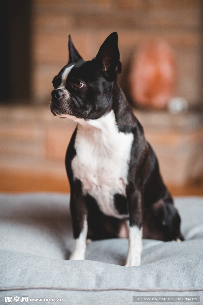斗牛犬