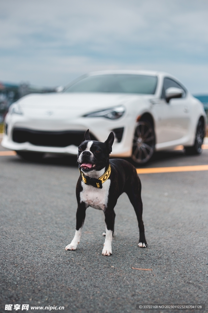 斗牛犬