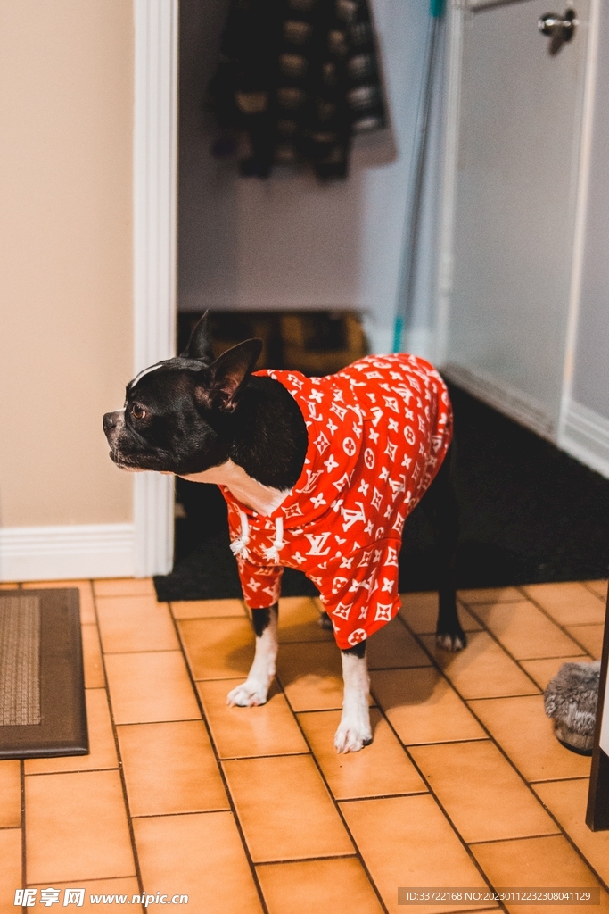 斗牛犬