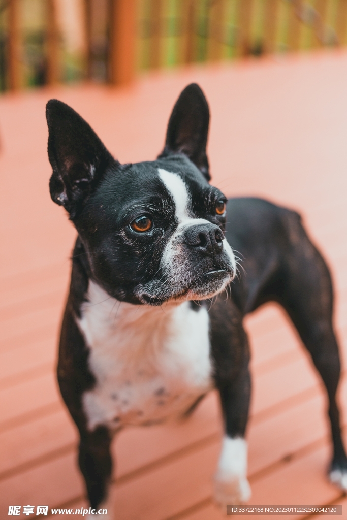 斗牛犬