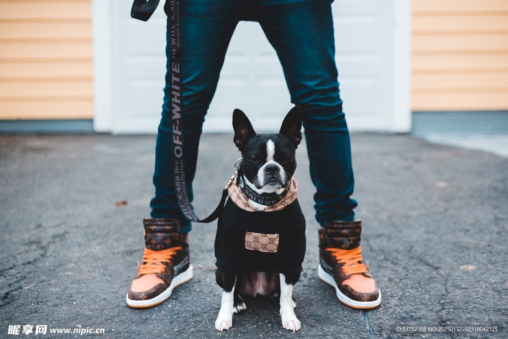 斗牛犬