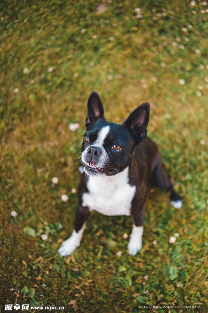 斗牛犬