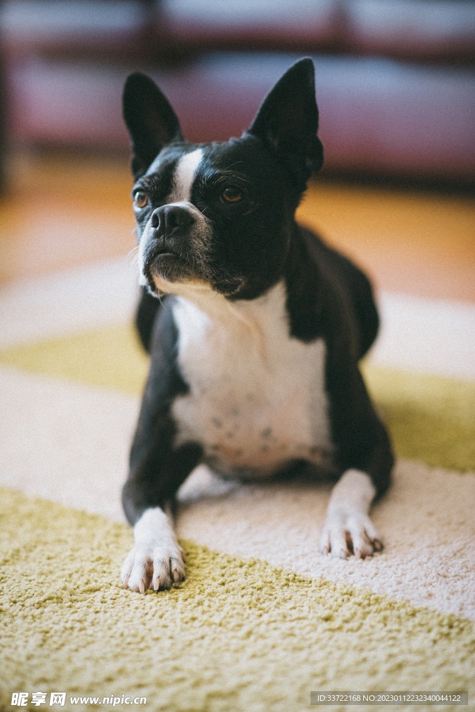 斗牛犬