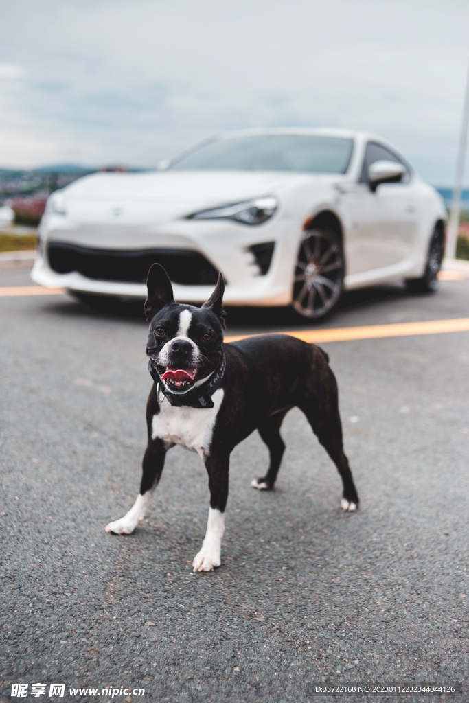 斗牛犬