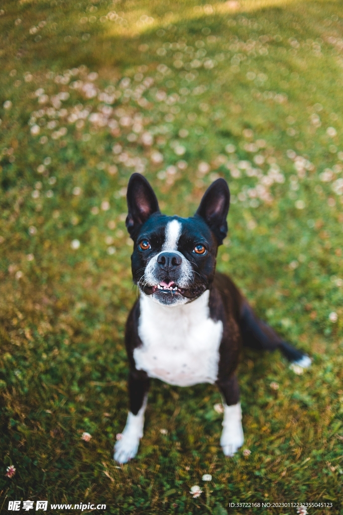 斗牛犬