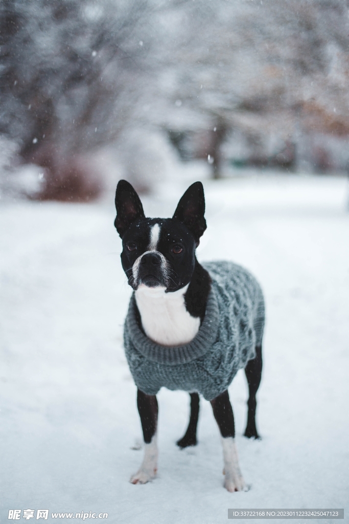 斗牛犬