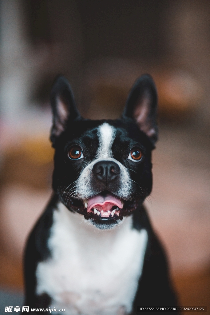 斗牛犬
