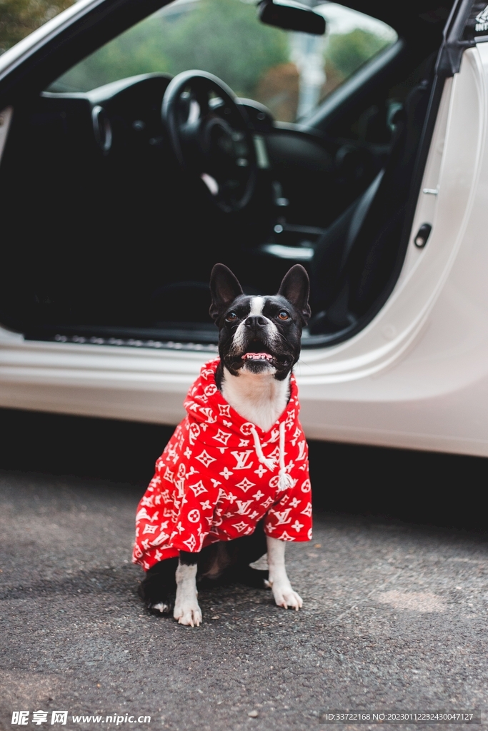 斗牛犬