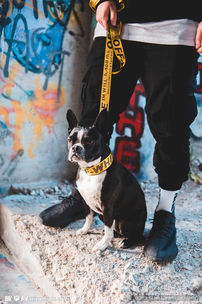 斗牛犬