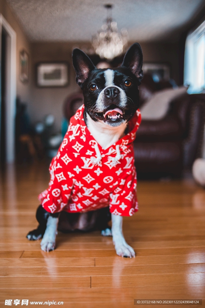 斗牛犬