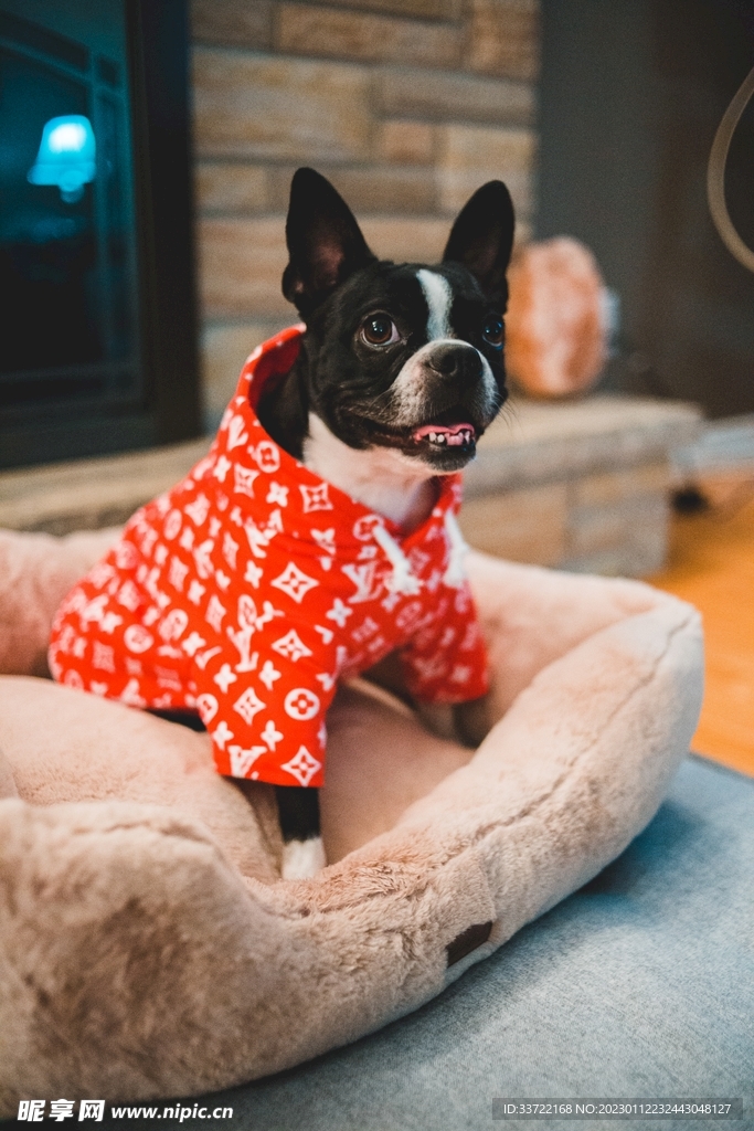 斗牛犬
