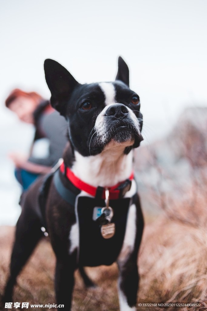 斗牛犬