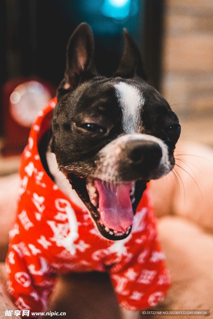 斗牛犬