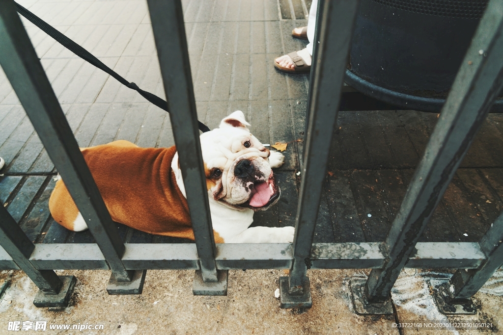 斗牛犬