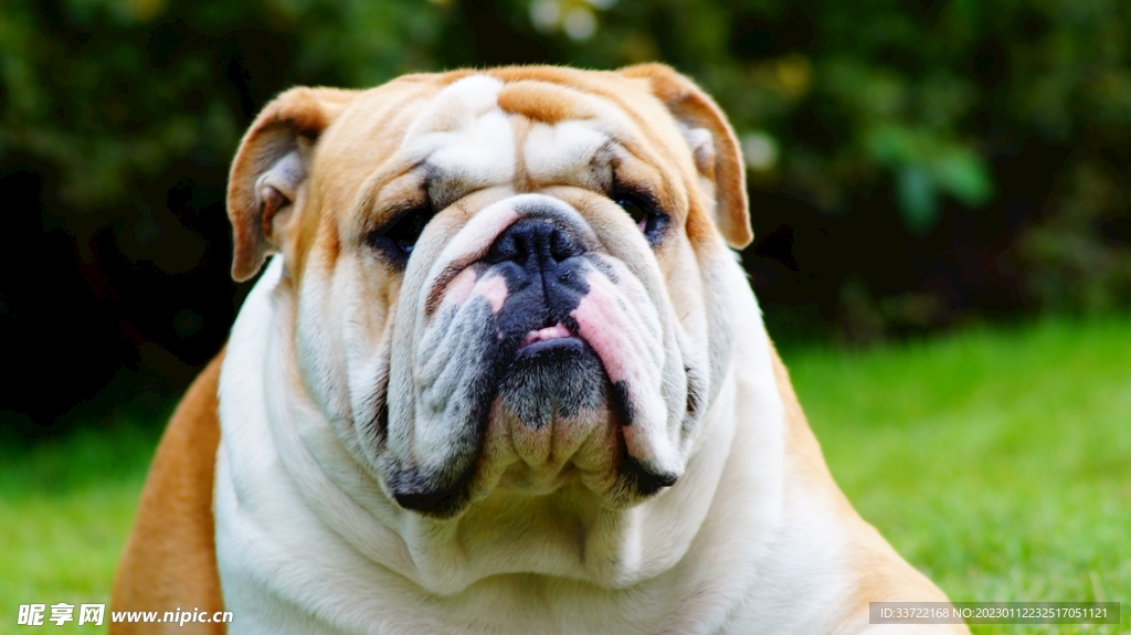 斗牛犬
