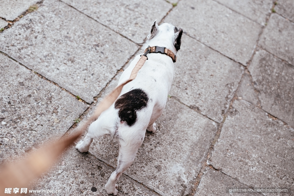斗牛犬