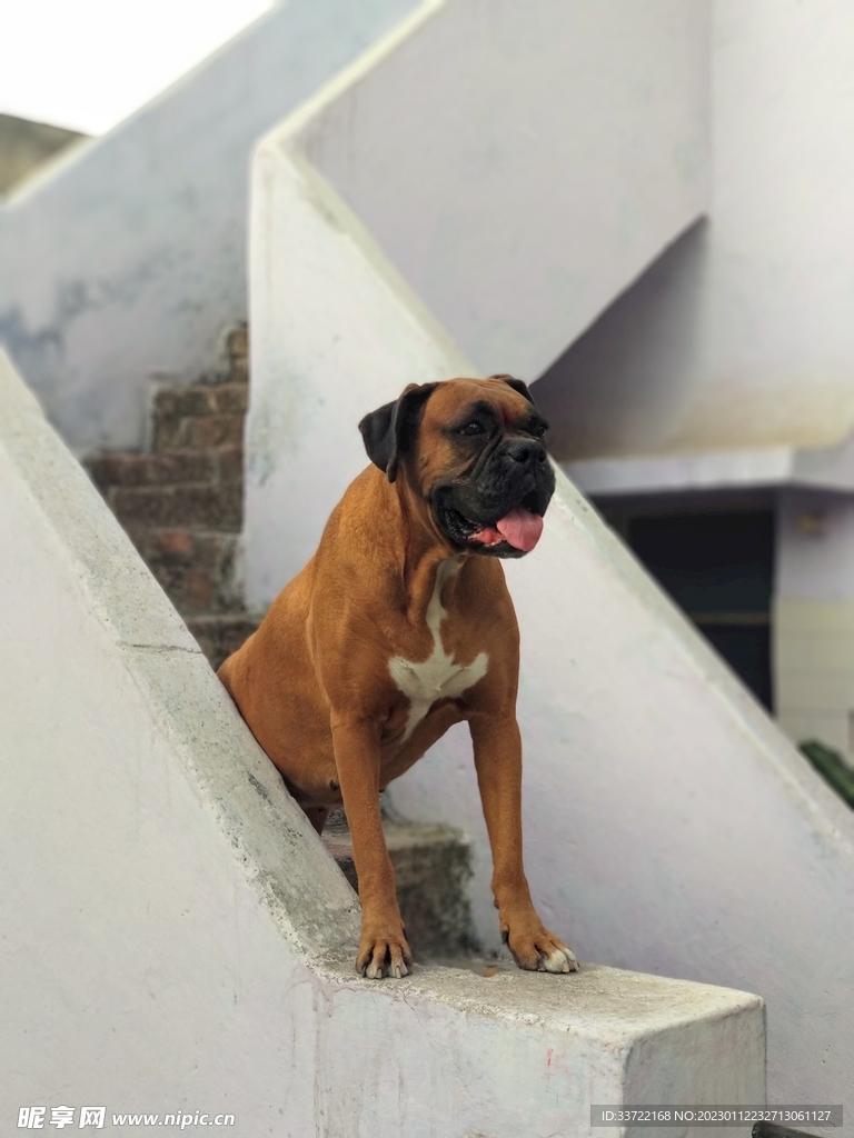 斗牛犬