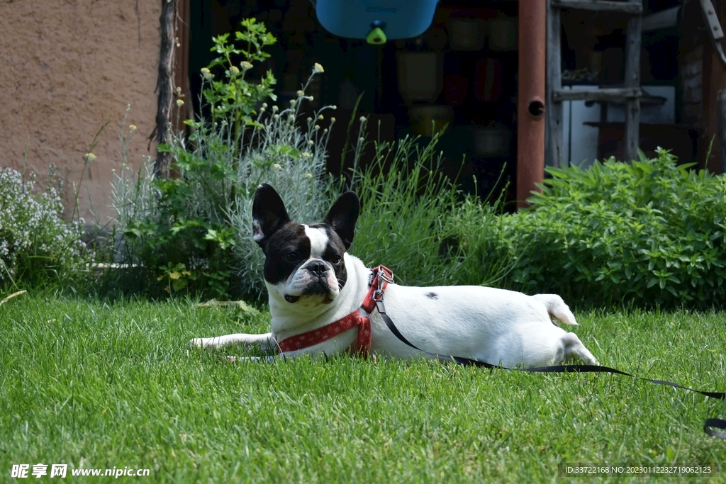 斗牛犬