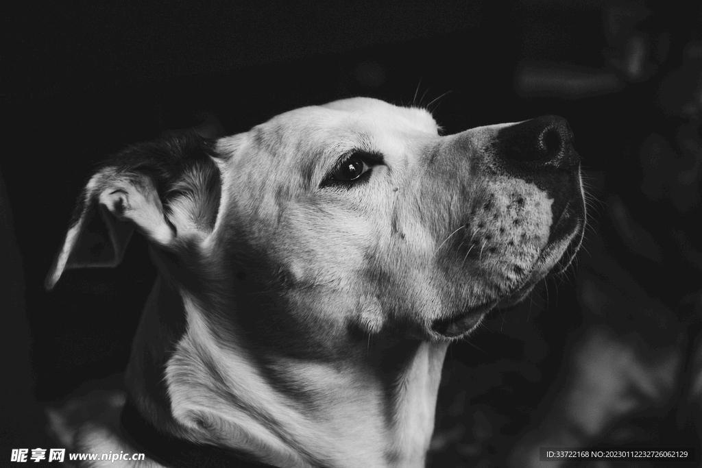 斗牛犬