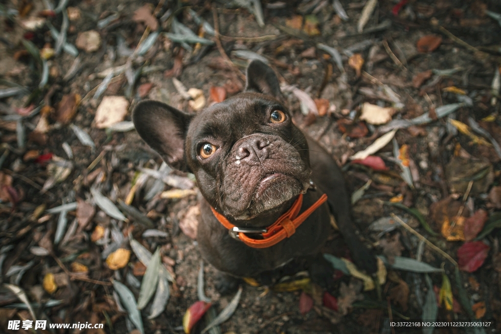 斗牛犬