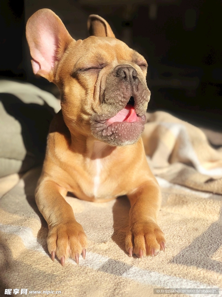 斗牛犬