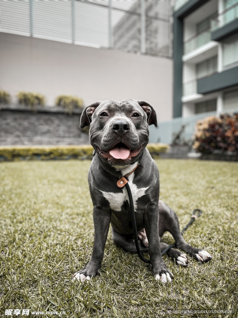 斗牛犬