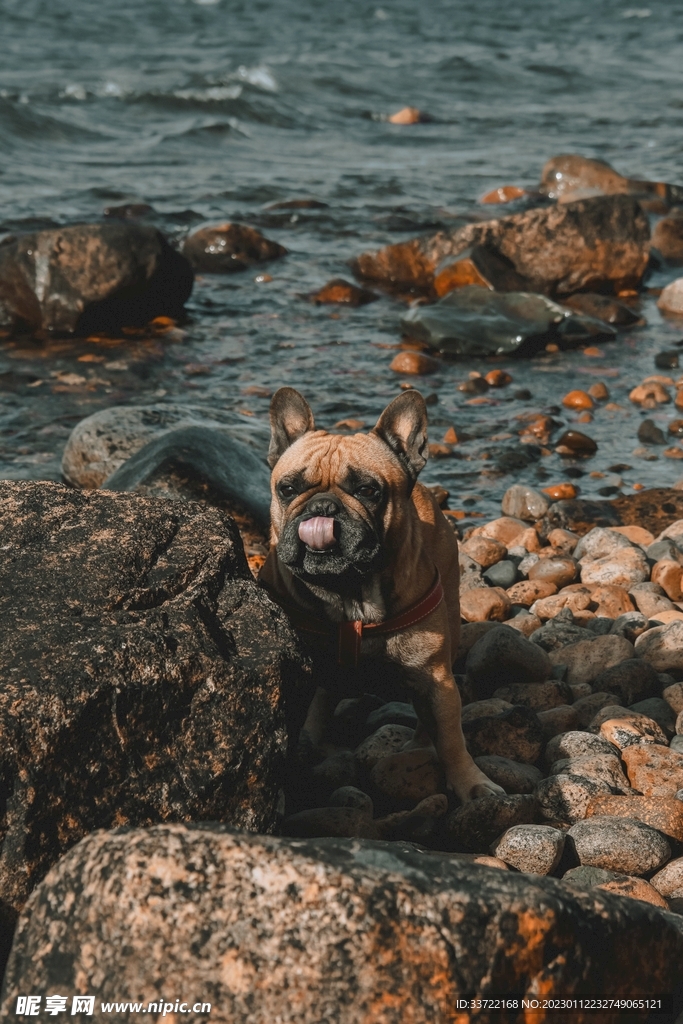 斗牛犬