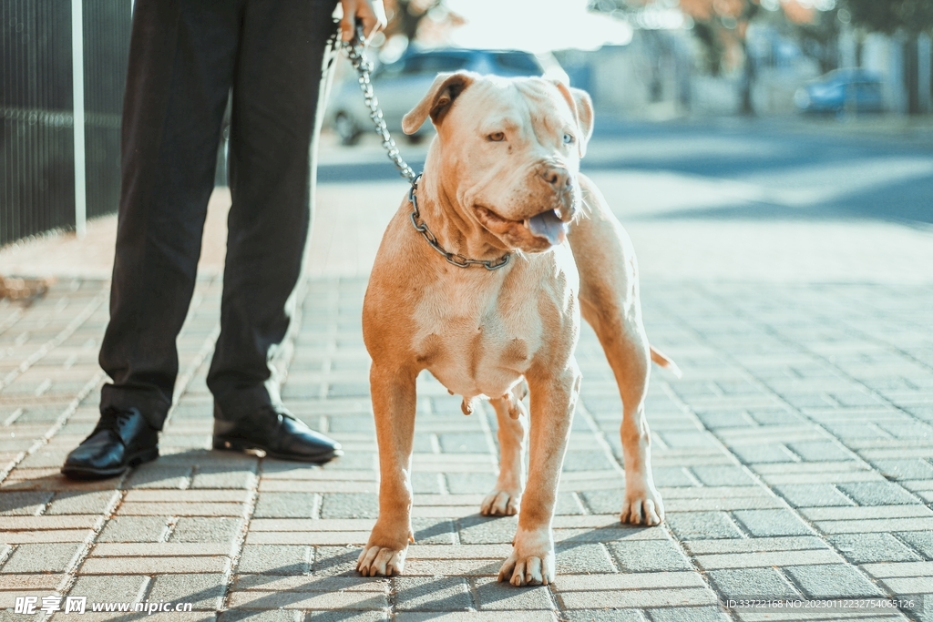 斗牛犬