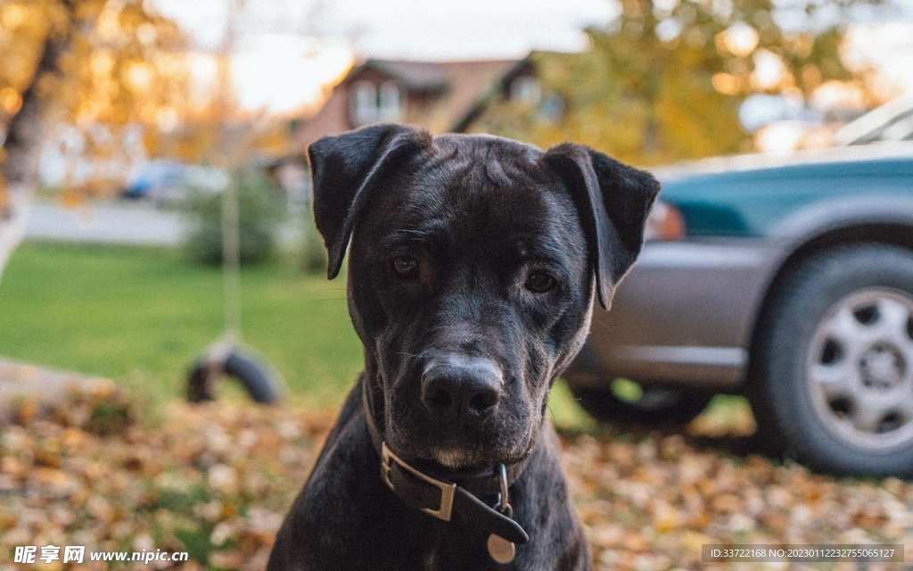 斗牛犬