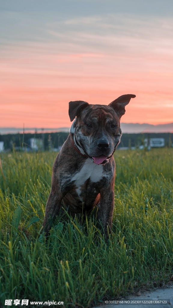 斗牛犬