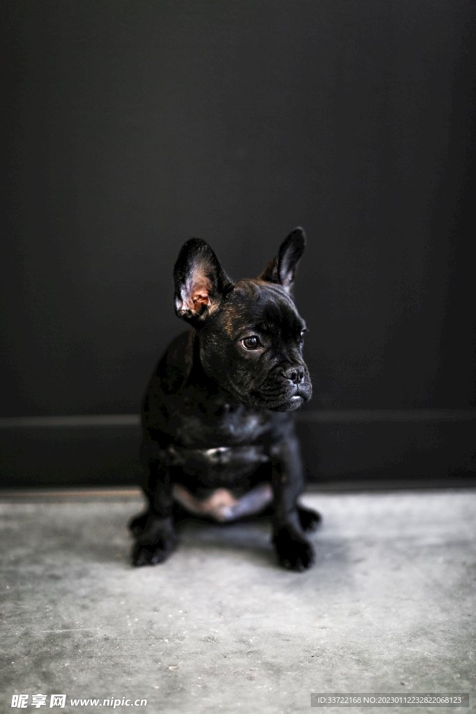 斗牛犬