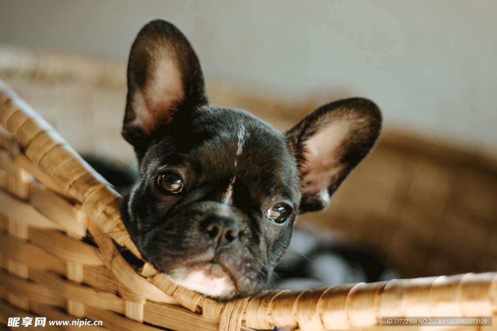 斗牛犬