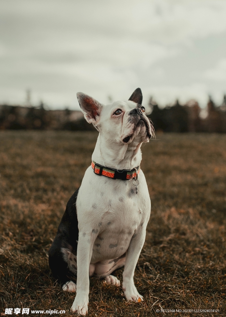 斗牛犬
