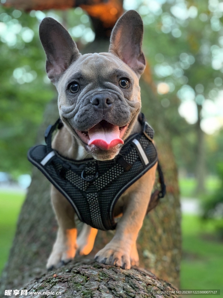 斗牛犬