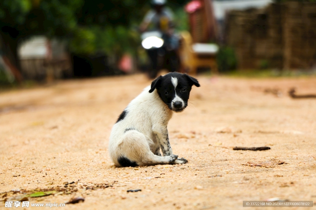 斗牛犬