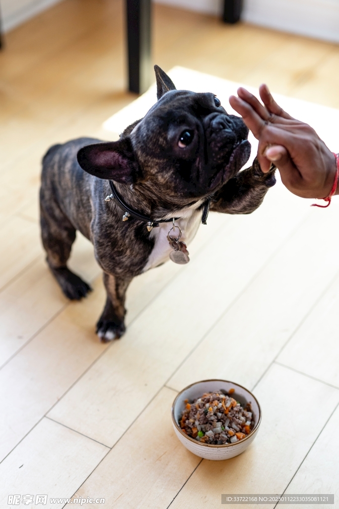 斗牛犬