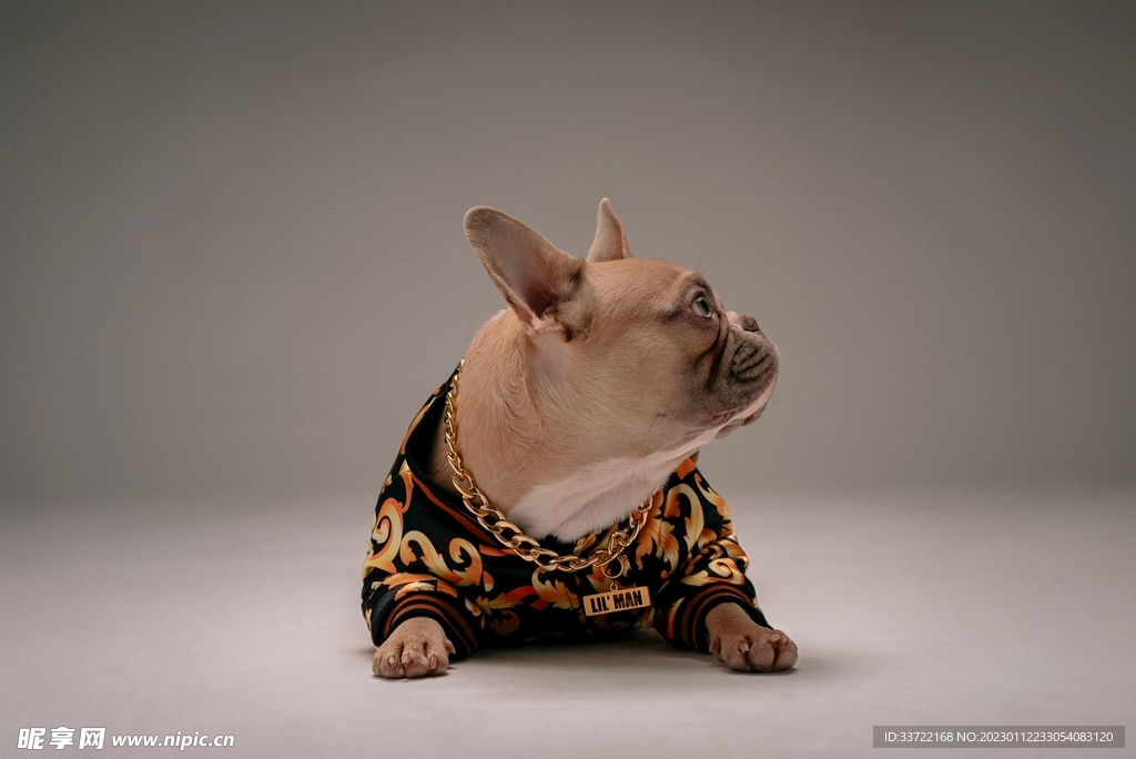 斗牛犬