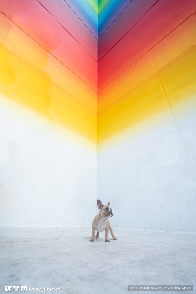 斗牛犬