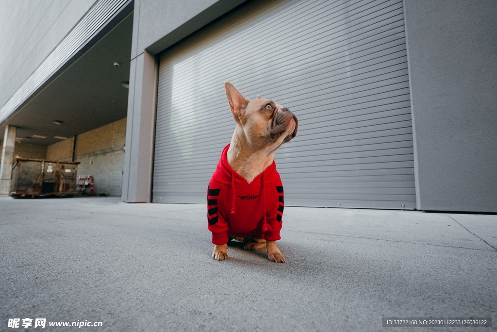 斗牛犬