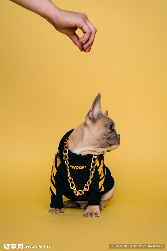 斗牛犬