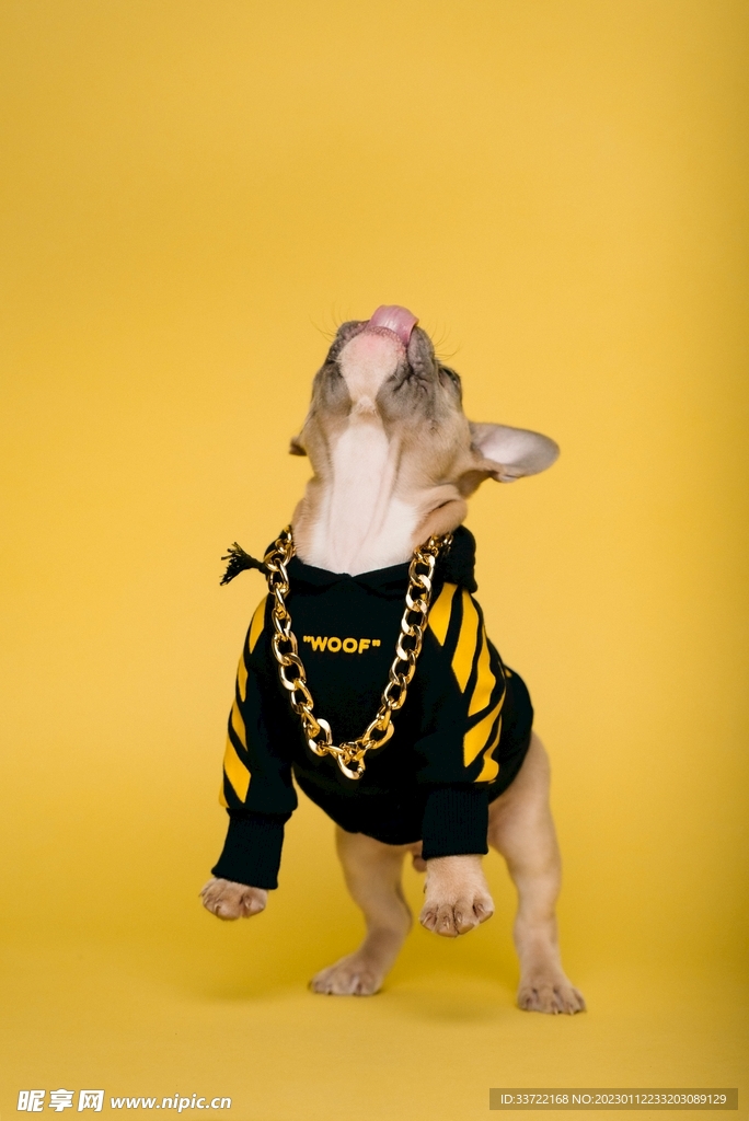 斗牛犬
