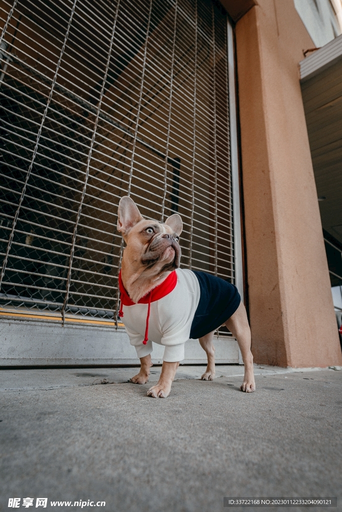 斗牛犬
